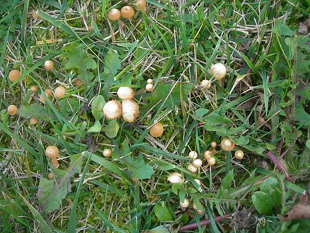 Le Galerine del bosco alluvionale